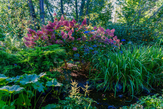 Pink Fall Flowers