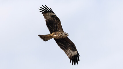 Fototapeta premium Black Kite in flight