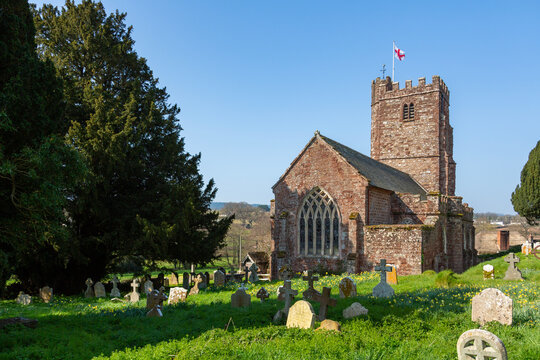 The ancient yew tree in the churchyard of St Andrew's parish church in the village of Kenn, east Devon, England on a sunny spring day