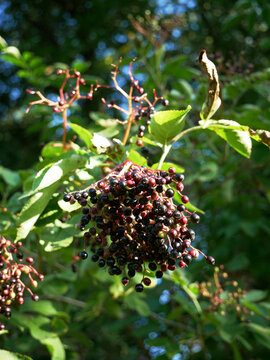 A close-up shot focuses on a cluster of dark berries hanging from a branch, surrounded by green leaves. The berries appear ripe, with some still showing hints of red.