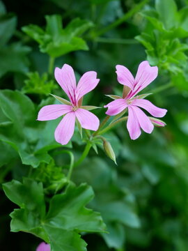 Two delicate pink flowers with dark purple centers are in focus against a blurred green background of leaves.