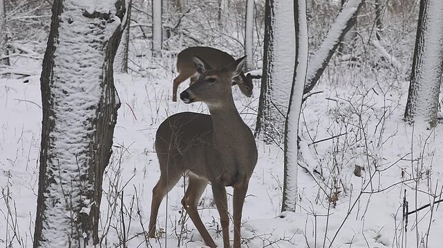 White-tailed deer (Odocoileus virginianus) standing at the edge of a forest during winter,