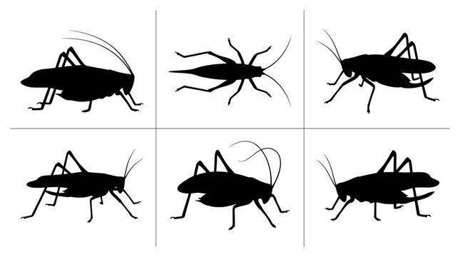 Insect silhouettes set with grasshopper and cricket forms for insect logos and nature designs