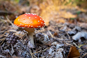Muchomor w lesie © Rafal Kot