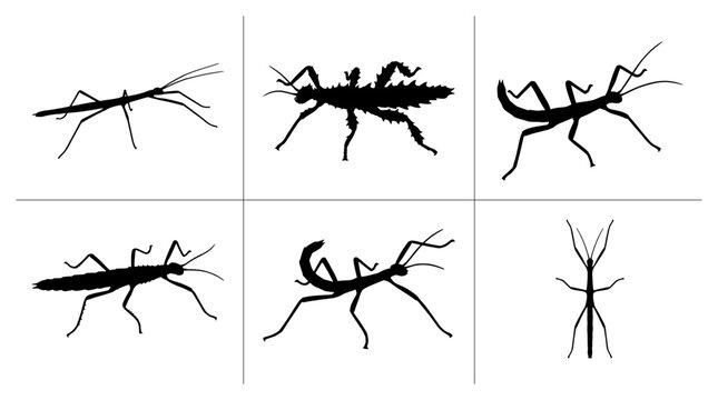 Stick insect silhouettes set with various poses and forms for nature or science graphics