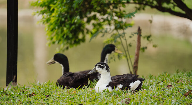 ducks resting on the shore of a lake
