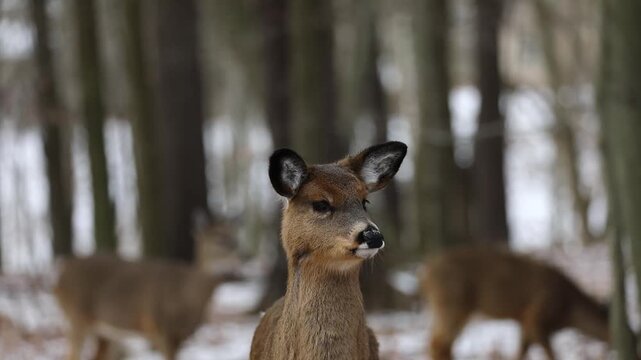 A young white-tailed deer (Odocoileus virginianus) wearing its first winter coat.