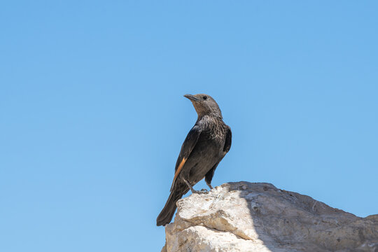 Tristram's starling (Onychognathus tristramii) or Tristram's grackle on a rock against a blue sky.
