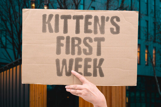 "Kitten's first week" New cat owners prepare for sleepless nights, mischief, and adorable moments at home. KITTEN. FIRST. WEEK. HOME. OWNERS.