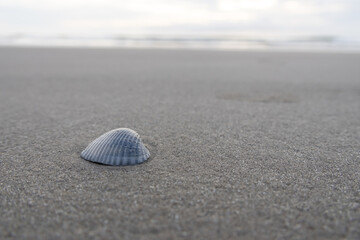A bivalve shell rests on wet, fine sand. Soft, natural light from an overcast sky highlights delicate ridges.  © Nataly Regina