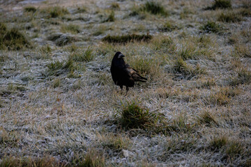 Black rook bird standing on frost covered grass in early morning © Alissa Fuhrmann