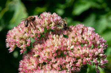 Two honeybees collecting nectar on blooming pink flowers © Marco