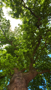 Lush green oak tree branches with leaves looking up against sky