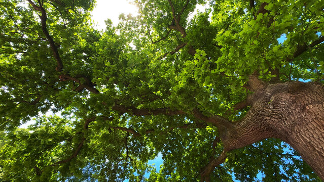 Lush green oak tree branches with leaves looking up against sky