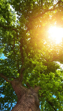 Lush green oak tree branches with leaves looking up against blue sunny sky