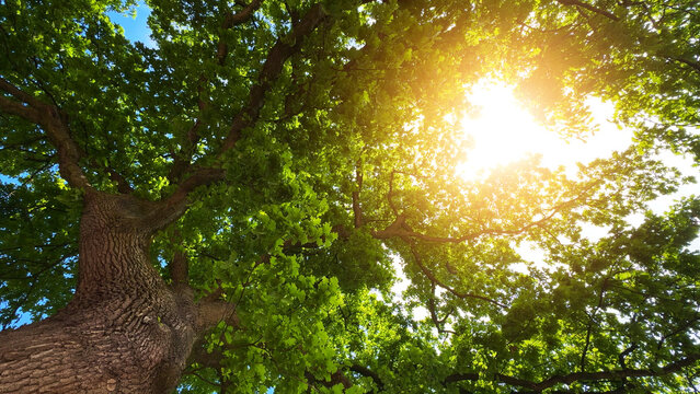 Lush green oak tree branches with leaves looking up against blue sunny sky