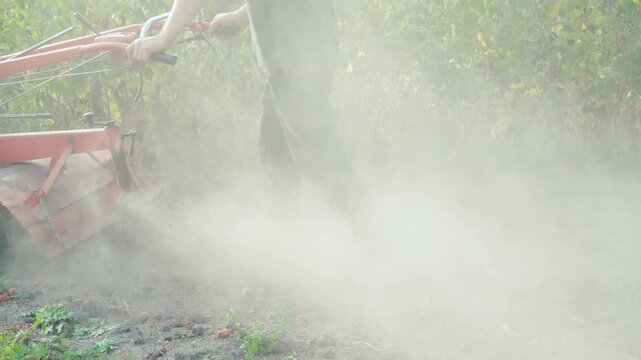Walk behind tractor cultivates dry soil in a vegetable field, raising clouds of dust as an agricultural worker guides the red rotary tiller through rows of plants