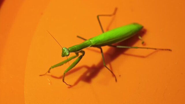 Green praying mantis sitting on a bright orange surface, macro insect wildlife photography, exotic predator close up top view. High quality 4k footage.