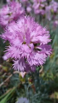 Fringed pink carnation swaying in the wind in summer garden, A pale pink feathery carnation sways in the wind&mdash;a close-up view