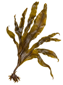 Dried brown seaweed with branching fronds
