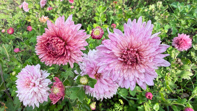 Pink chrysanthemums flowers blooming. Botanical nature background