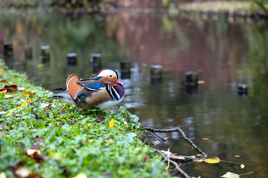 Colorful male mandarin duck standing on the grassy pond bank in autumn park.