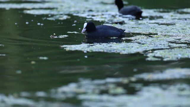 Eurasian Coot Swimming and Foraging for Food in a Pond