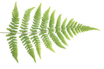 Green fern leaf frond isolated on transparent background, tropical pattern design, botanical nature decorations, eco-friendly branding, and wellness graphics © HeKy