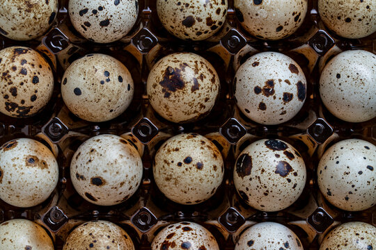 Quail eggs in plastic box full frame organic food background. Small spotted quail eggs arranged in rows. Organic farm eggs background for grocery marketing, gourmet cooking and easter concepts