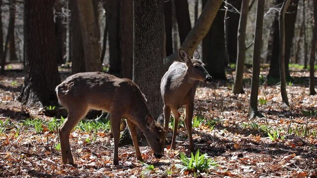 White-tailed deer (Odocoileus virginianus) in a natural forest habitat.