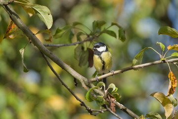 Great tit bird, Parus major, female songbird perching on a tree branch among green leaves in natural sunlight. © czjonyyy