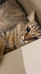 portrait of a cat © Deddy