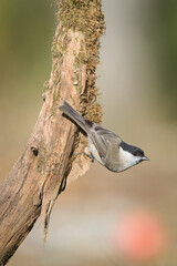 Marsh tit bird, Poecile palustris, small songbird perched upside down on a thorny branch outdoors against a green background. © czjonyyy