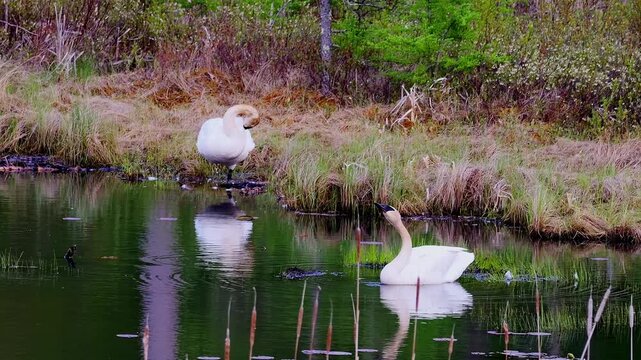 Two trumpeter swans share a Minnesota pond in spring. One preens standing at the shore while the other swims and feeds among cattails and freshly leafed trees.