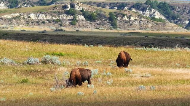 Two wild bison graze side by side in golden prairie grass with sagebrush at Theodore Roosevelt National Park. Dramatic badlands buttes and cliff faces form the backdrop.