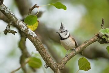 Crested Tit (Lophophanes cristatus) perched on a branch, Lovely bird from Czech republic. © czjonyyy
