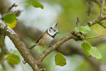 Crested Tit (Lophophanes cristatus) perched on a branch, Lovely bird from Czech republic. © czjonyyy