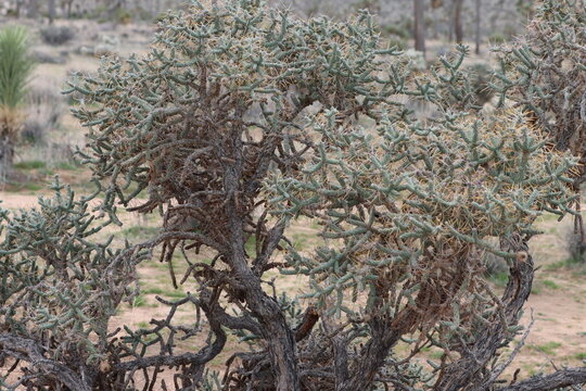 Many Branch Cholla, Cylindropuntia Ramosissima, a lavish native synoecious shrub displaying aging thick dense straight cylindric furrowed branches during Winter in the Little San Bernardino Mountains.