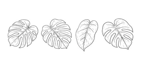 Set of hand drawn tropical monstera palm leaves in vintage engraving sketch style isolated vector illustration. © Song Long