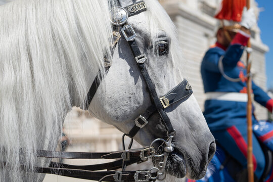 Close-up of a white horse equipped with ornamental bridles and straps, while in the background a rider dressed in a blue and red military uniform appears.