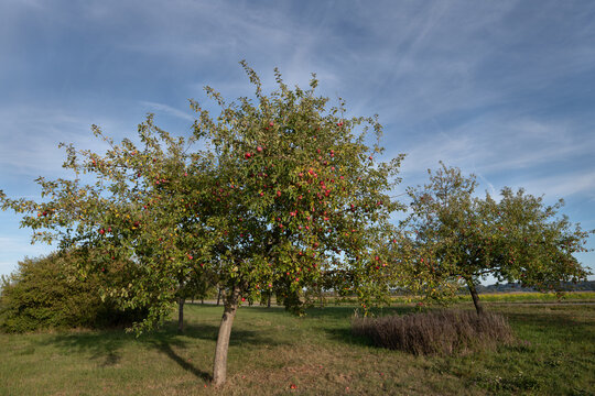 An apple tree laden with ripe apples stands in an orchard meadow. In the background is the blue sky.
