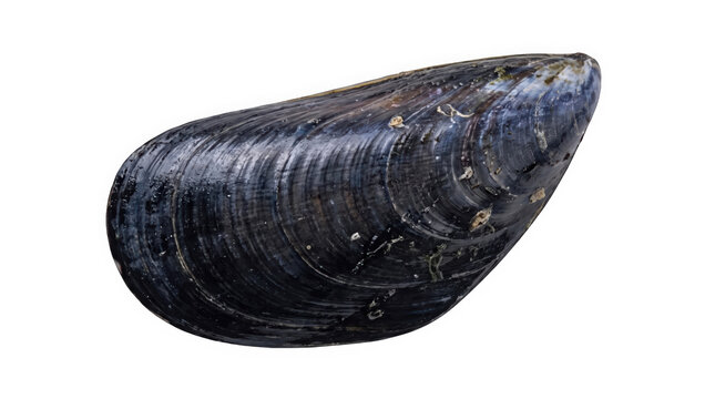 A detailed dark blue mussel shell with ribbed texture is isolated on transparent background, perfect for seafood and culinary designs