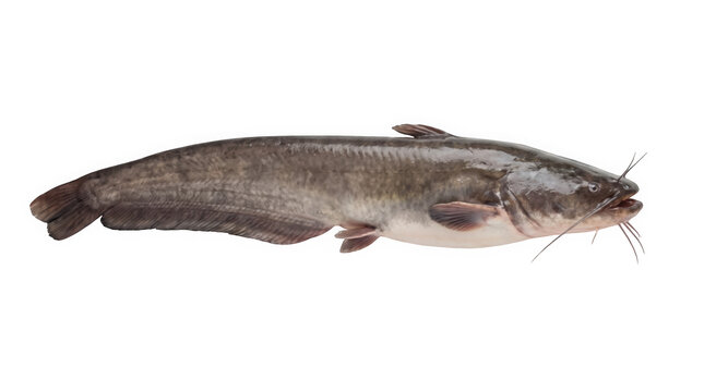 A detailed dark gray catfish with smooth scaly skin and long barbels, isolated on transparent background, ideal for culinary projects