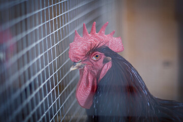 Rooster © Robber Baron