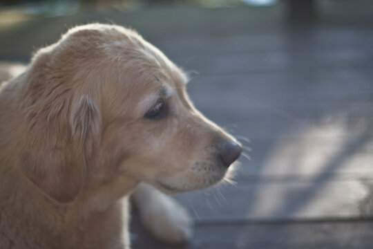 Golden Retriever at the cottage