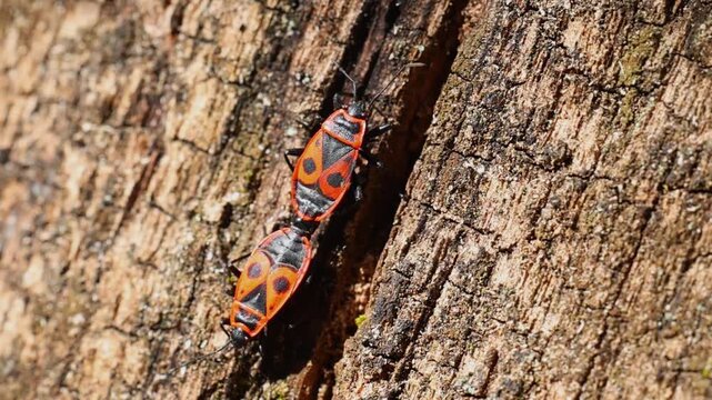 Firebug Pyrrhocoris apterus on tree bark in bright daylight