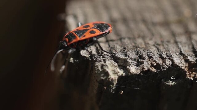 Firebug Pyrrhocoris apterus on tree bark in bright daylight