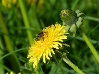 bee on dandelion © Monika