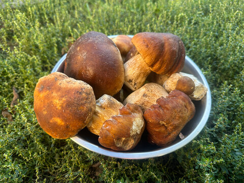 Fresh harvested porcini mushrooms in metal bowl on grass