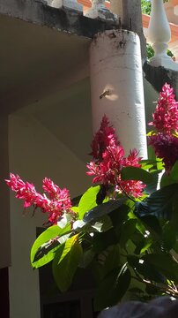 Hummingbird Feeding on Garden Flower Nectar with Hand Pointing